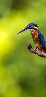 Kingfisher perched on branch with a blurred green background.