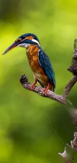 Kingfisher bird on a branch with green background.