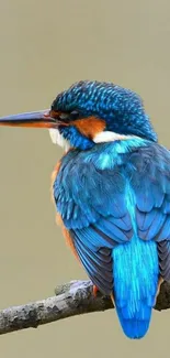 Blue and orange kingfisher bird on a branch.