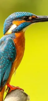 Vibrant kingfisher perched on branch with a bright yellow background.