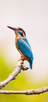 Vibrant kingfisher on a branch against a soft background.