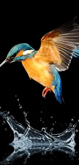 A kingfisher in vibrant colors creating a splash against a dark background.