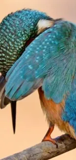 A vibrant kingfisher with blue feathers perched on a branch.