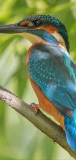 Vibrant kingfisher perched on branch with green leaves background.