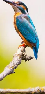 Vibrant kingfisher perched on a branch in nature.