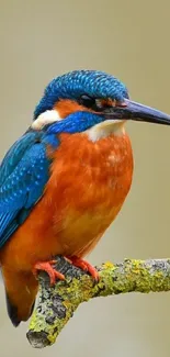 Vibrant kingfisher perched on a branch, showcasing blue and orange feathers.