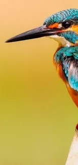 Vibrant kingfisher perched with blurred natural background.