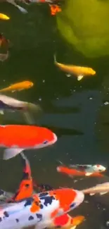 Colorful koi fish swimming in a serene pond.