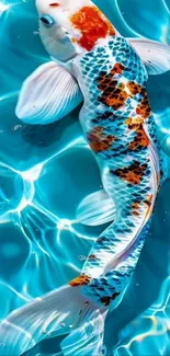 Vibrant koi fish swimming in blue water.