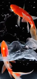 Koi fish gracefully swimming in a bowl against a black background.