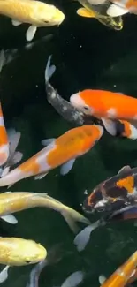 Vibrant koi fish swimming in a pond.