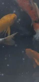 Vibrant koi fish swimming in a dark serene pond with bubbles visible.