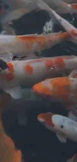 Colorful koi fish swimming in a serene pond.