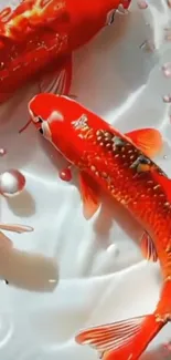 Vibrant red koi fish swim gracefully in water.