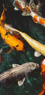 Vibrant koi fish swimming in a tranquil pond wallpaper.