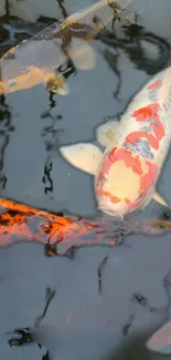 Vibrant koi fish swimming in a serene dark pond.