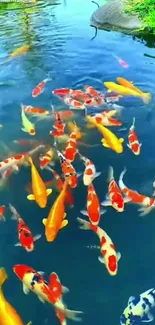 Koi fish swimming in a vibrant pond.