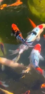 Colorful koi fish swimming in a lush green pond.