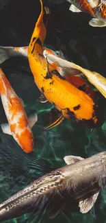 Vibrant koi fish swimming in a serene pond, captured in vivid colors.