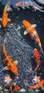 Vibrant koi fish swimming in a pond with pebbles and starfish.