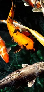 Beautiful koi fish swimming in a clear pond, showcasing vibrant orange hues.