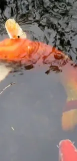 Koi fish swimming in a vibrant pond with orange hues.