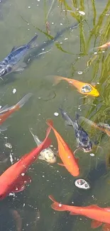 Colorful koi fish swimming in a serene pond.