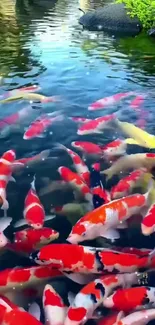 Colorful koi fish gracefully swimming in a tranquil pond.