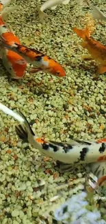 A vibrant koi fish pond with colorful fish swimming.