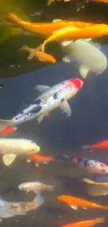 Colorful koi fish swimming in a pond with dark green water.