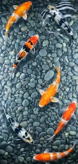 Koi fish swimming in a serene pond over pebbles.