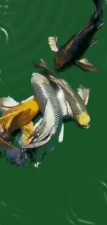 Colorful koi fish swimming in a green pond, creating rippling water patterns.