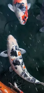 Colorful koi fish swimming in a dark green pond.