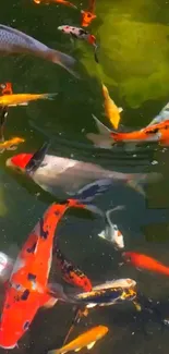 Vibrant koi fish swimming in a tranquil pond.