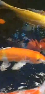 Vibrant orange koi fish swimming underwater.