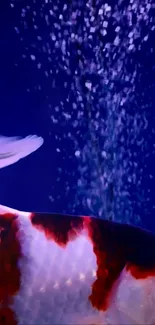 Colorful koi fish swimming underwater with bubbles