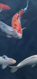 Colorful koi fish swim gracefully in a dark blue aquatic background.