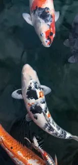 Colorful koi fish swimming in a serene pond wallpaper.