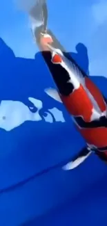 Vibrant koi fish in blue water wallpaper.