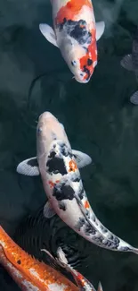 Colorful koi fish swimming in clear water.