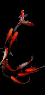 Vibrant koi fish swimming on a black background.