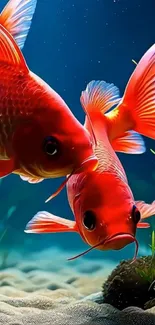 Two vibrant red koi fish swimming underwater surrounded by plants.