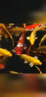 Colorful koi fish swimming in a pond, creating a vibrant scene.