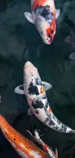 Vibrant koi fish swimming on a dark blue background.