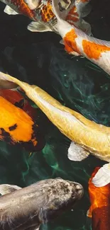 Vibrant koi fish swimming in clear water, showcasing orange and white patterns.