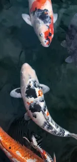 Colorful koi fish swimming in serene pond.