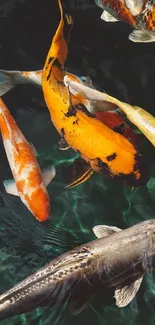 Vibrant orange and white koi fish swimming gracefully in clear water.