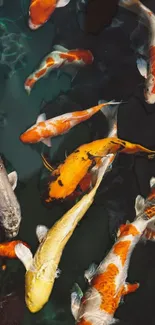 Vibrant wallpaper featuring colorful koi fish swimming gracefully.