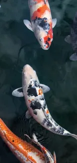 Colorful koi fish gracefully swimming in serene dark green water.