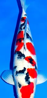 Vibrant koi fish with striking colors swimming in clear blue water.